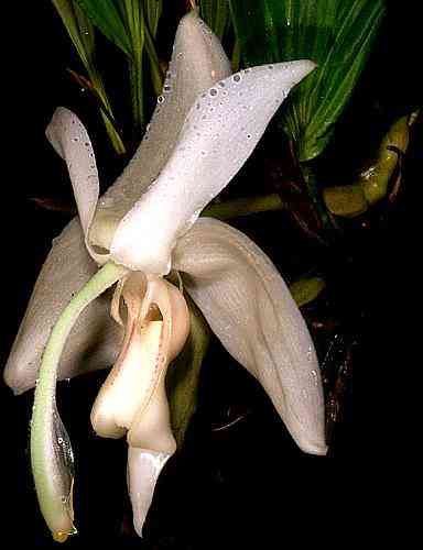 Stanhopea eburnea (grandiflora)